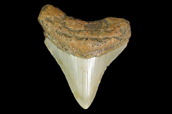 Fossil Megalodon Tooth - North Carolina #130029